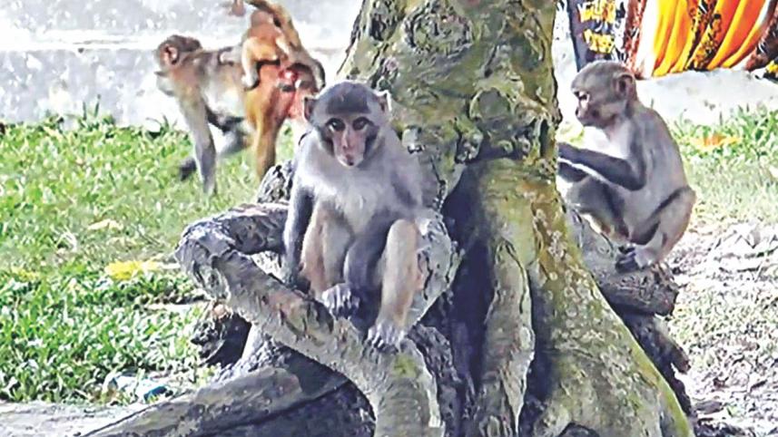 madaripur monkey 1.jpg