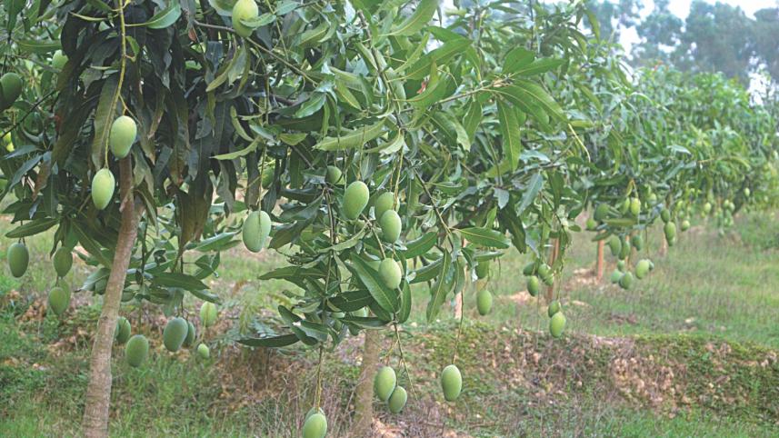 Rajshahi mango
