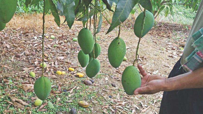 mango orchardists hills.jpg