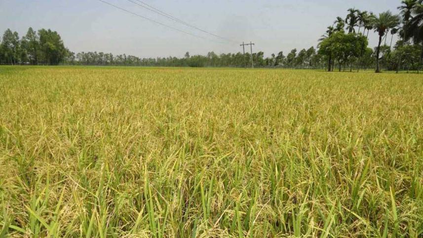 Mehedy-Hasan,-Rangpur