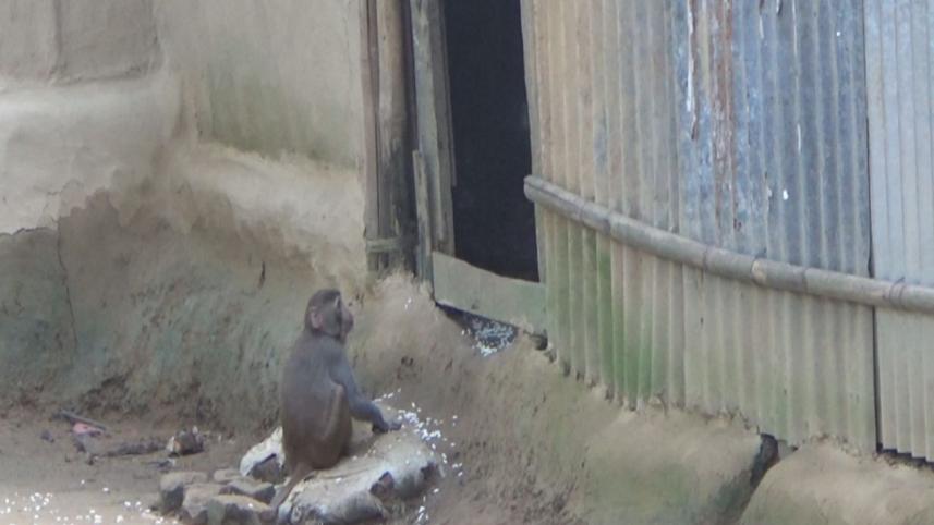 Monkey menace Juri 2.jpg