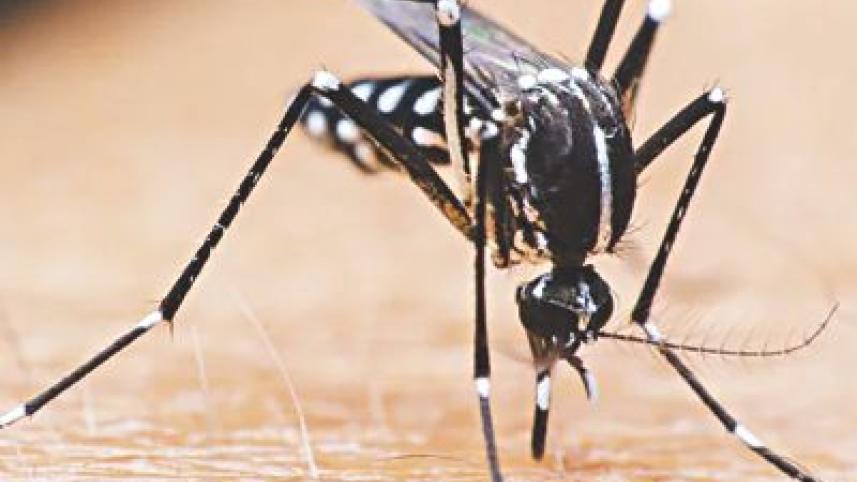 Mosquitoes on the Loose!