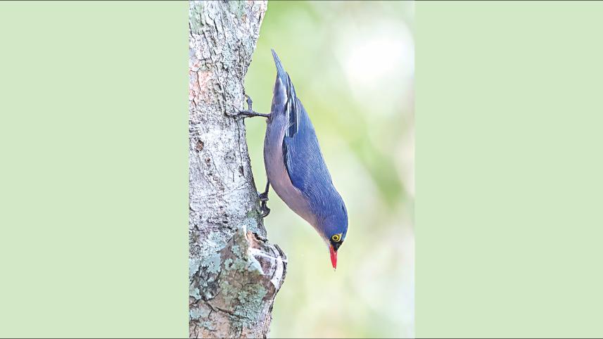 Nuthatch.jpg