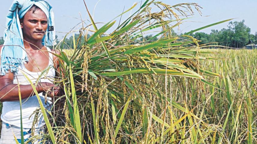 Paddy in Bangladesh