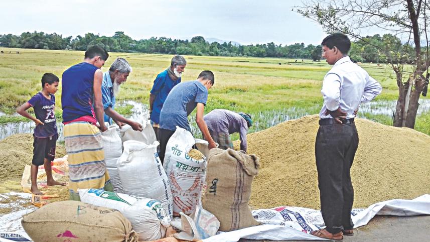 Paddy Price in Bangladesh