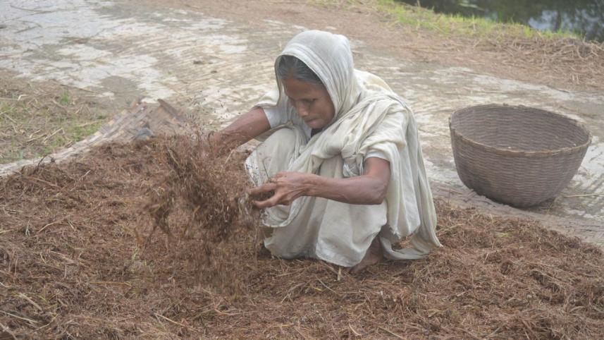 paddy procurement Habiganj.jpg