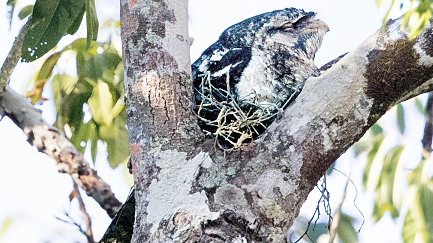 Papuan-Frogmouth.jpg