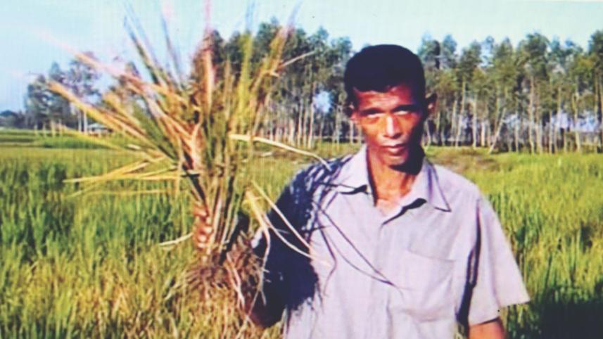 Pest attack aman plants.jpg