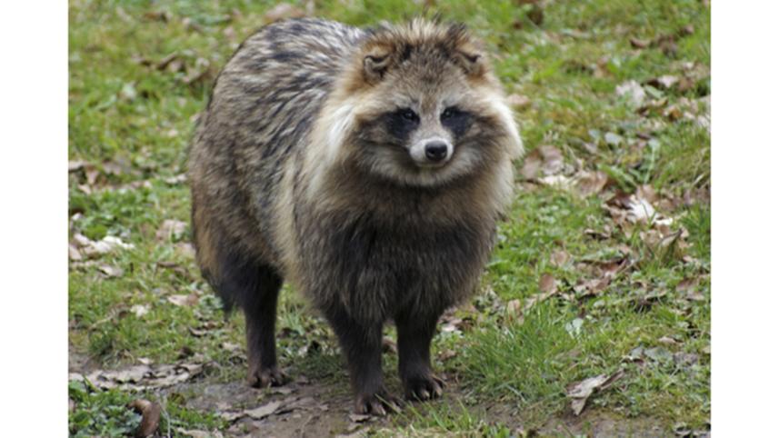 racoon-dog.jpg
