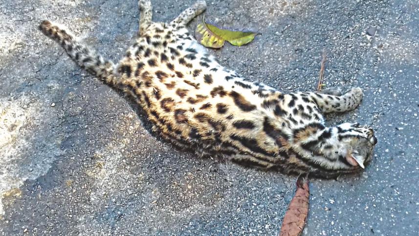 Rare fishing cat.jpg