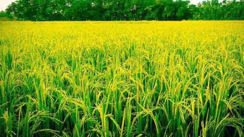 rice procurement policy.jpg