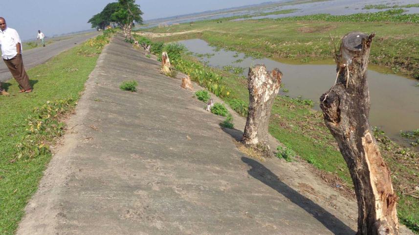 roadside trees felled.jpg