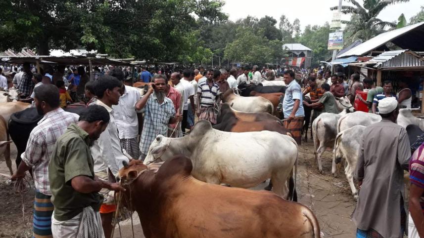 sale of cattle.jpg