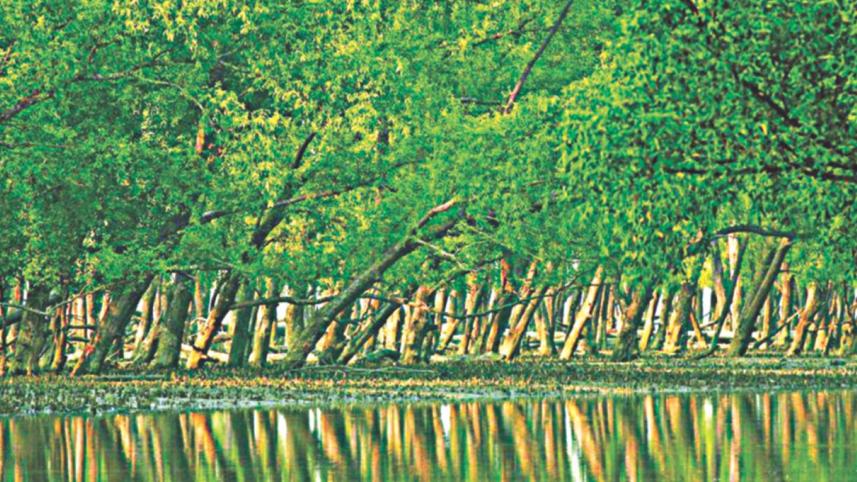 Saving the Sundarbans