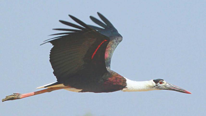 stork bird.jpg