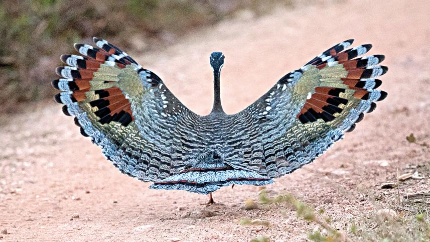Sunbittern.jpg
