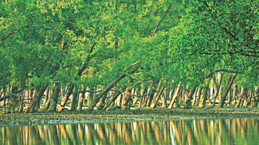 sundarban.jpg