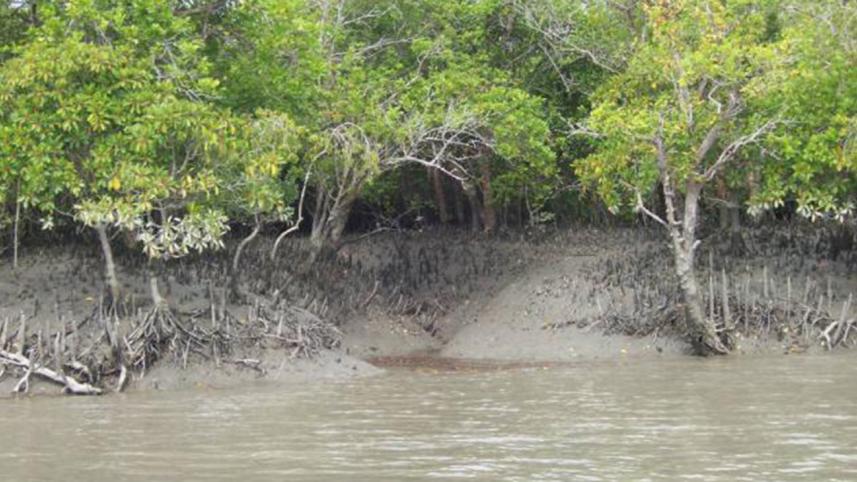 sundarban_mangrove.jpg