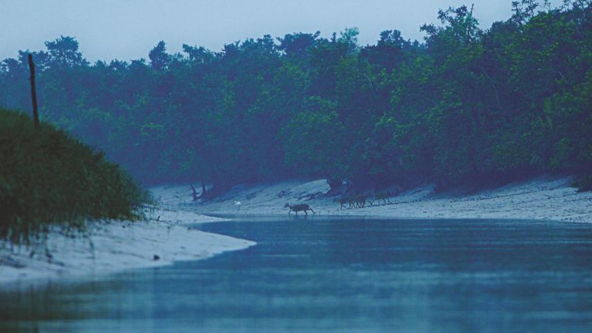 Sundarbans robber gangs surrendered