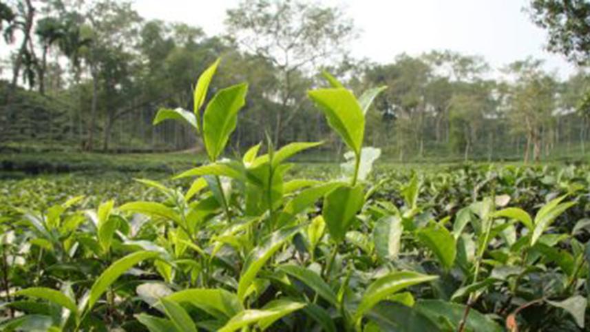 tea-garden-1WB.jpg