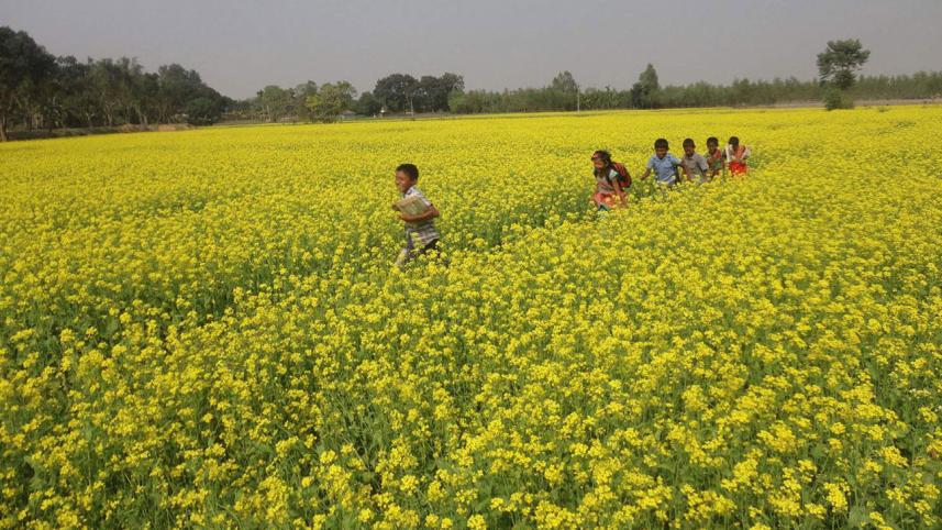 Thakugaon-Bumper-mustard-yi.jpg