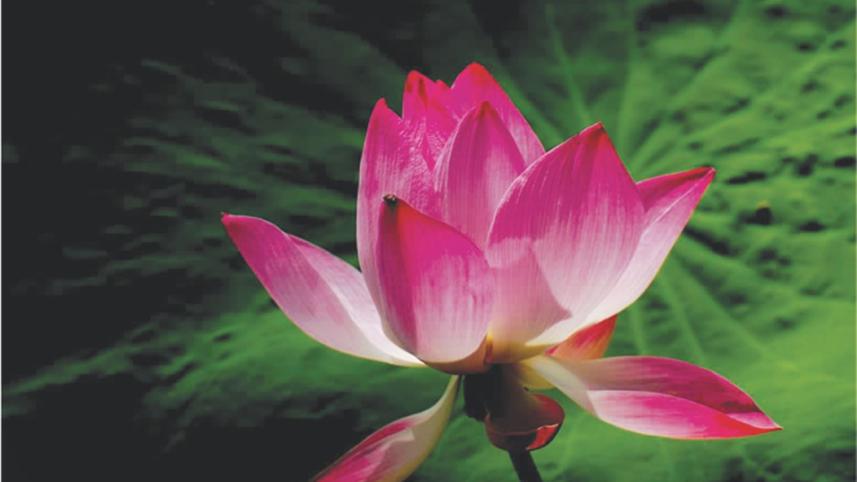 The Lotus