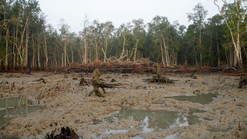 The World Largest Mangrove Forest Sundarbans.jpg