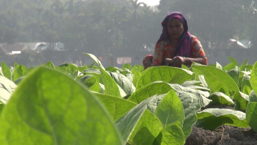 Tobacco farming continues.jpg