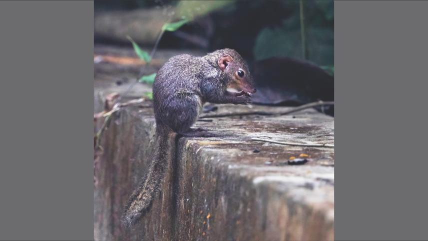 Tree Shrew.jpg