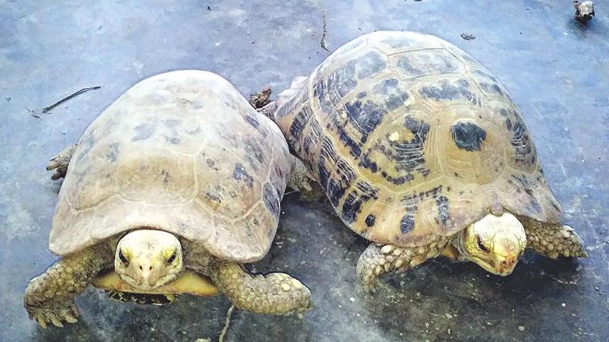 turtiles.jpg