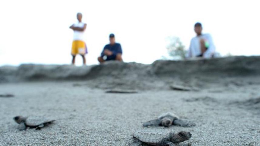 Turtles-Philipine-1.jpg