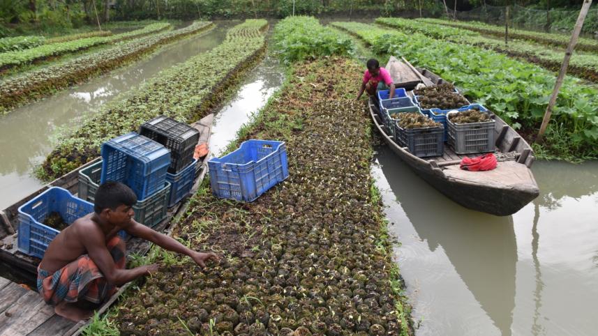 Vegetable farming floating beds.jpg
