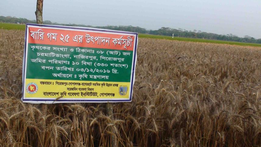 Wheat blast fear.jpg