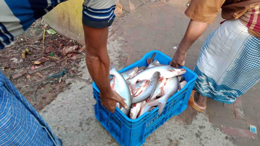 wholesale fish market Pirojpur.jpg
