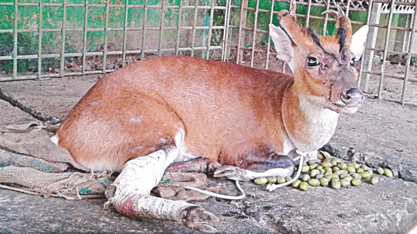 wildlife in lawachara.jpg