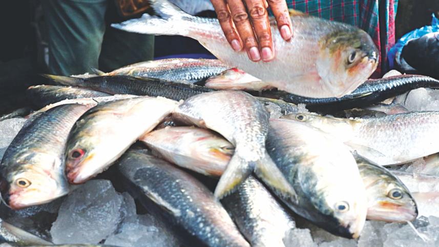 defying Hilsa ban in Bangladesh