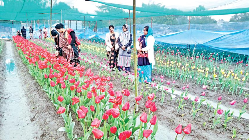 Tulip Cultivation