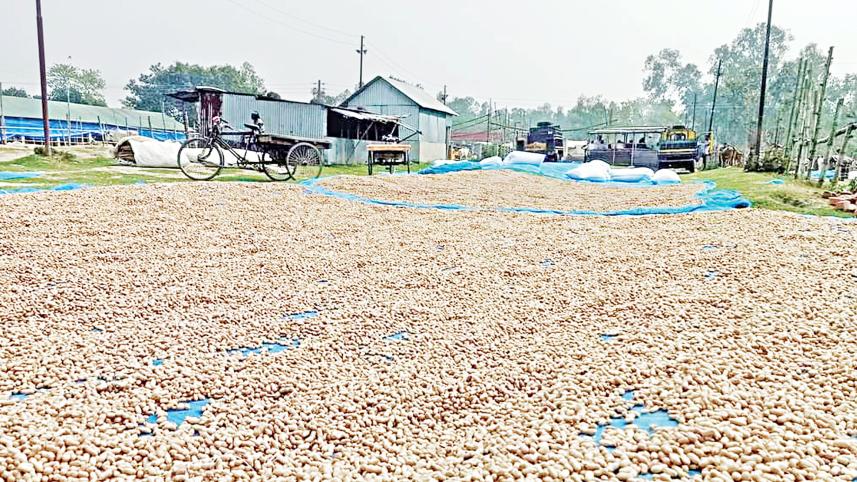Peanut Cultivation in Bangladesh