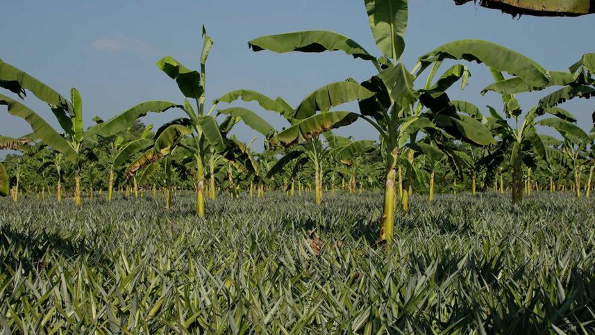 banana-and-pineapple-orchards.jpg
