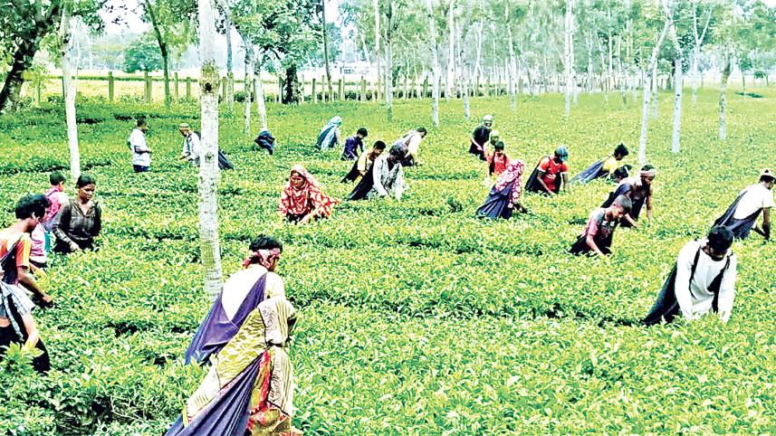 Tea Garden 