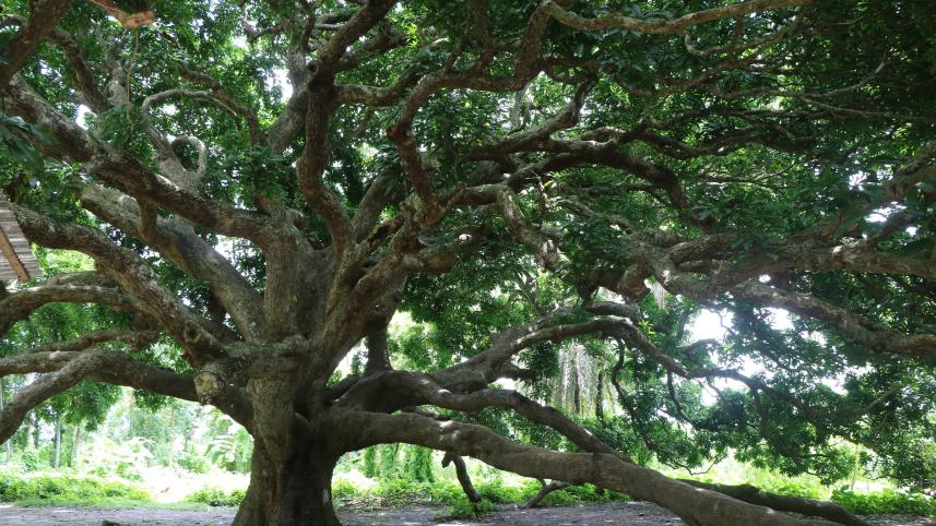 century old mango tree