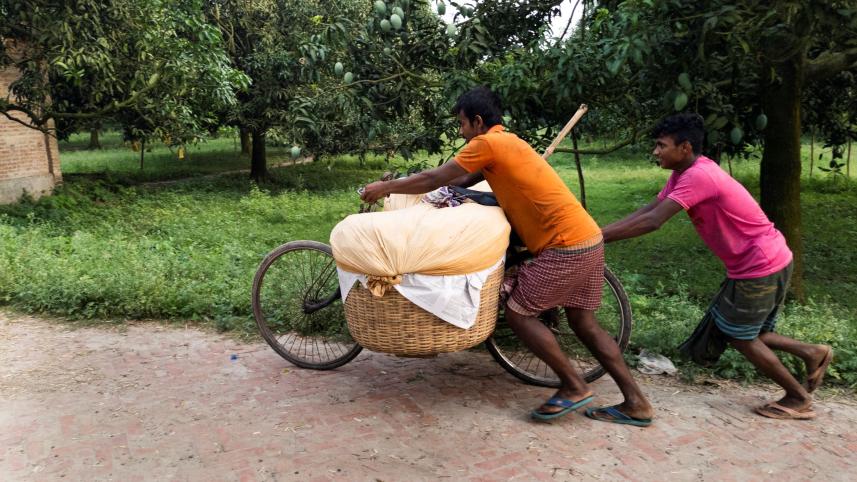 Mango Cultivation in Bangladesh