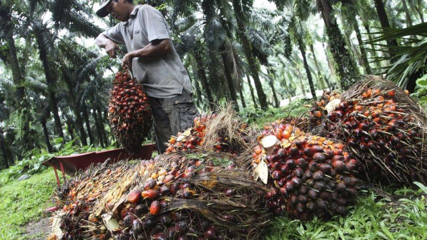 indonesia_removes_palm_oil_export_levy_until_august_31.jpg