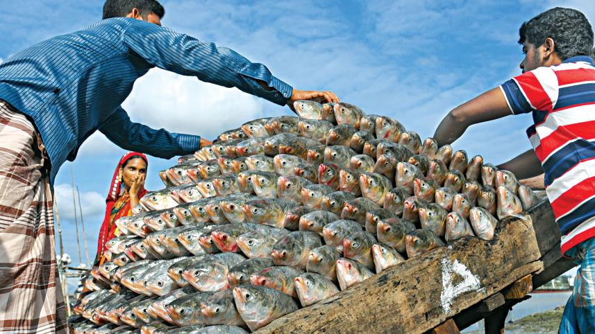 Hilsa fish
