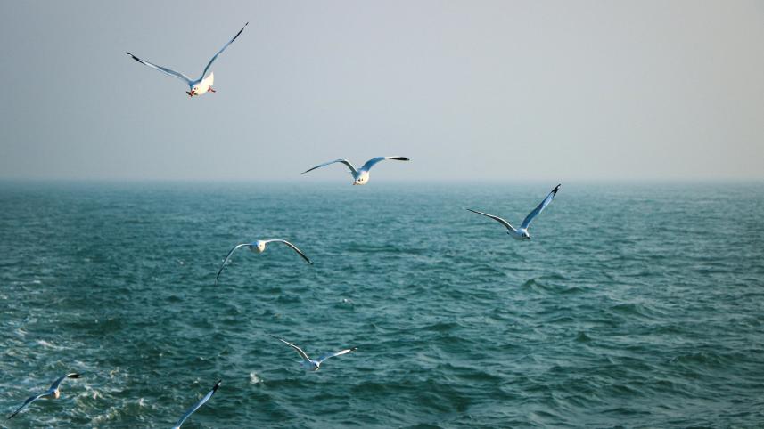 Saint martin seagulls over water