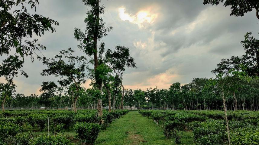 Top 5 places to visit in Sreemangal for a memorable winter