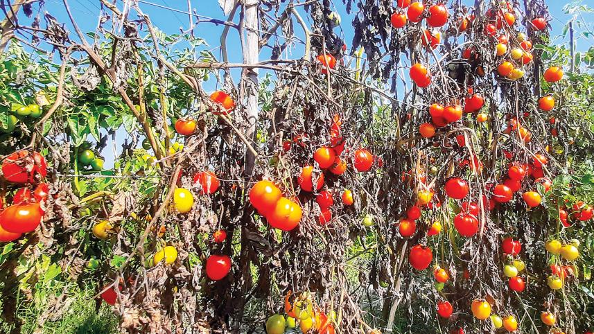 Tomato farmers in Bangladesh