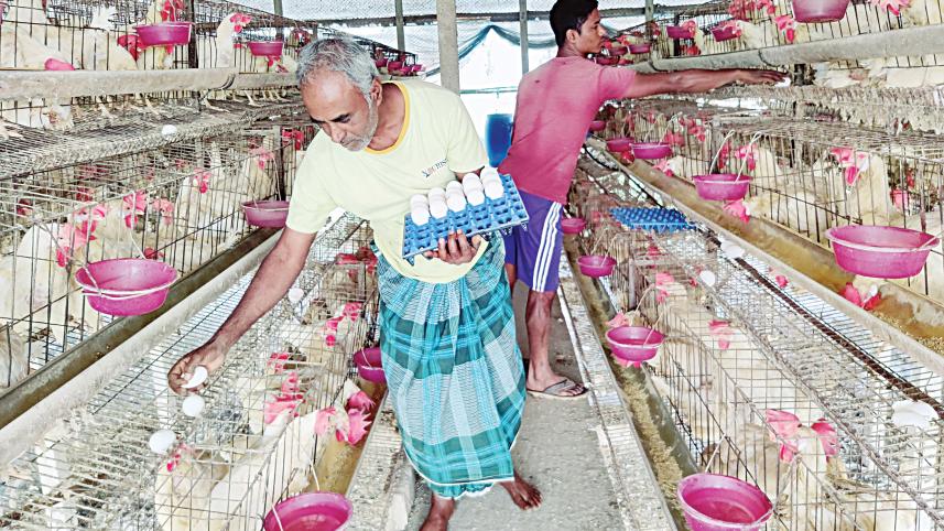 dhamrai_poultry_farm.jpg
