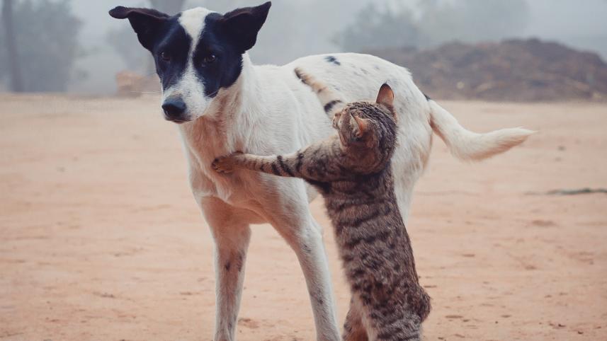 How to adopt stray animals 