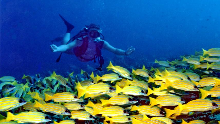 Banana Reef 7 must-visit places for your Maldives vacation